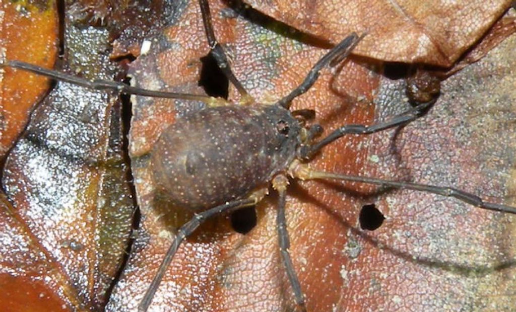 Di corsa nella notte:  Lophopilio palpinalis (Phalangiidae)