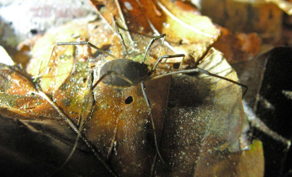 Di corsa nella notte:  Lophopilio palpinalis (Phalangiidae)