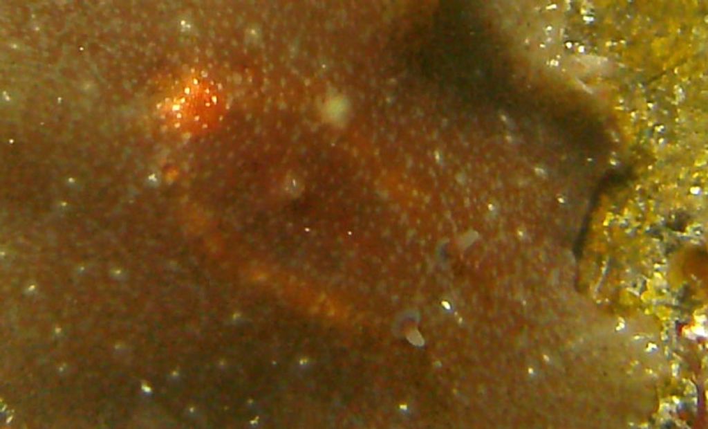 Planocera ceratommata o Stylochus pilidium?
