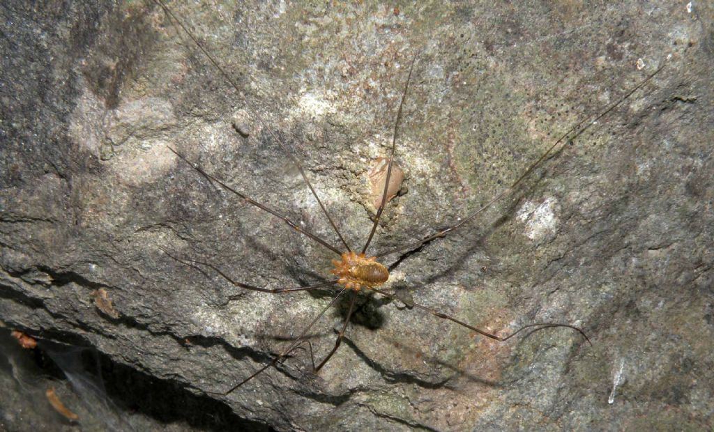 Phalangiidae: Opilio canestrini?  Sì, maschio