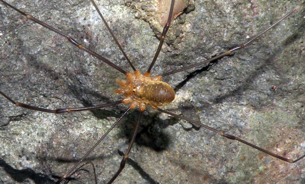 Phalangiidae: Opilio canestrini?  Sì, maschio