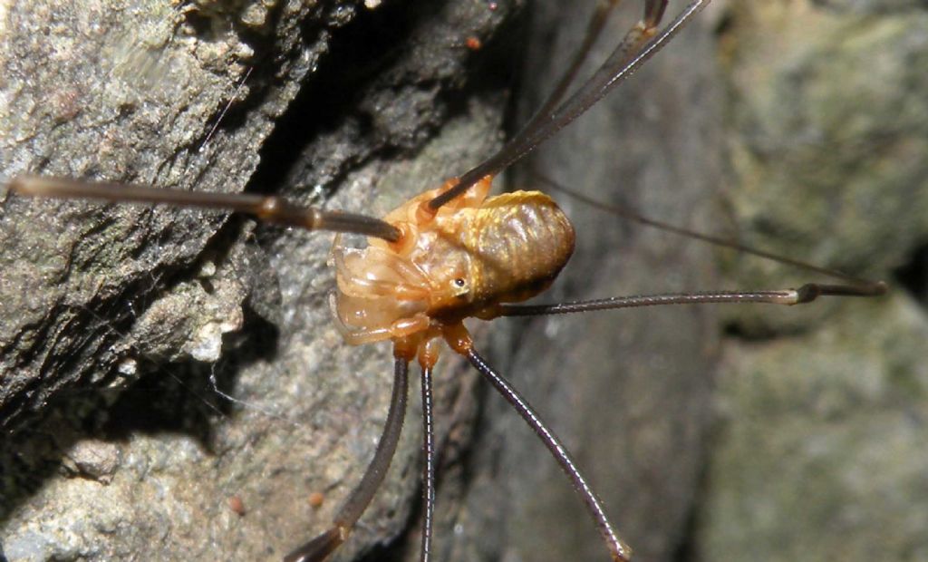 Phalangiidae: Opilio canestrini?  Sì, maschio