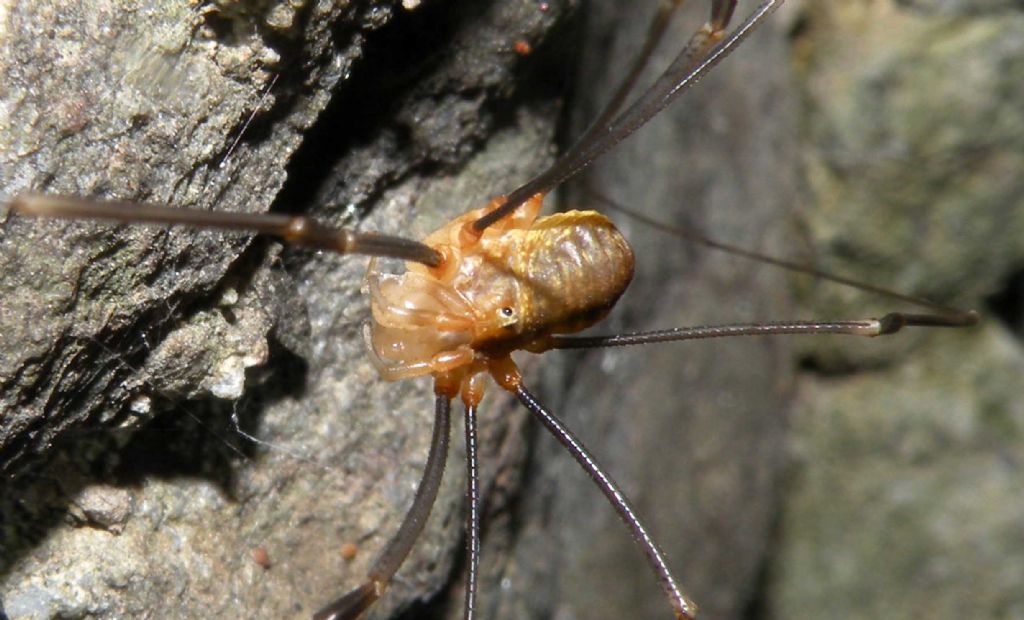 Phalangiidae: Opilio canestrini?  S, maschio