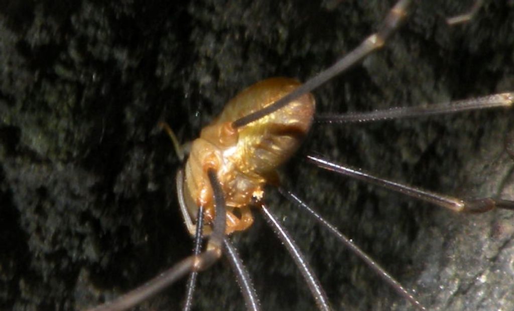 Phalangiidae: Opilio canestrini?  Sì, maschio