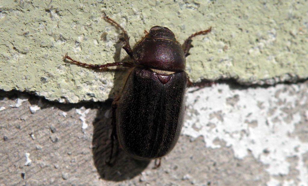 Melolonthidae: Aplidia transversa