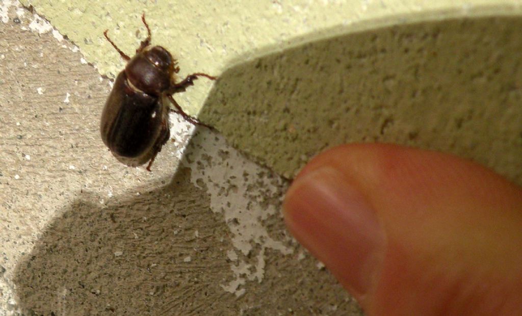 Melolonthidae: Aplidia transversa