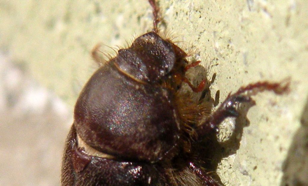 Melolonthidae: Aplidia transversa