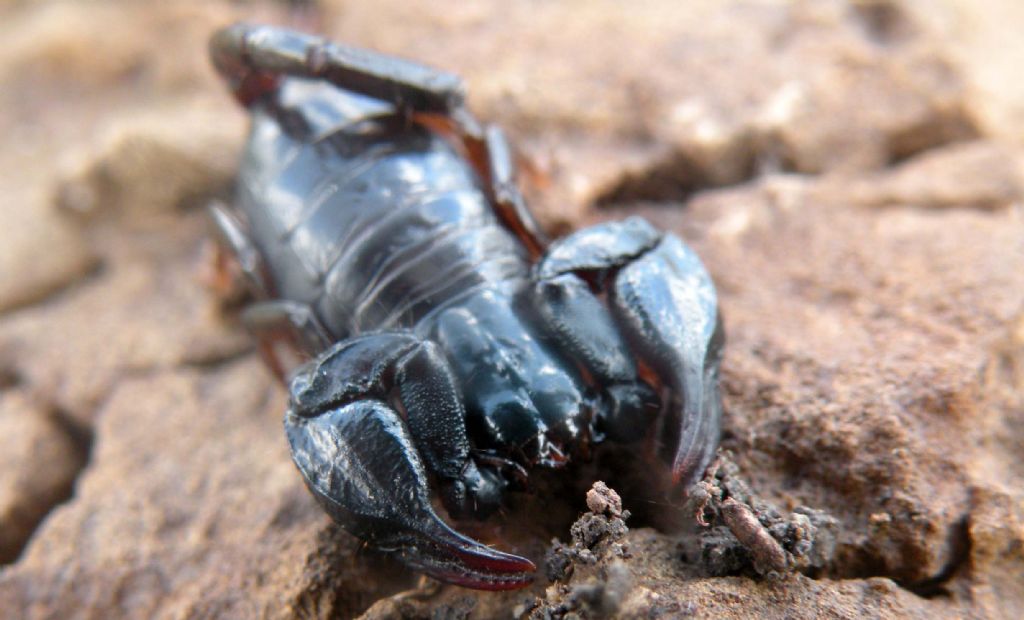 Euscorpius concinnus da Vedriano