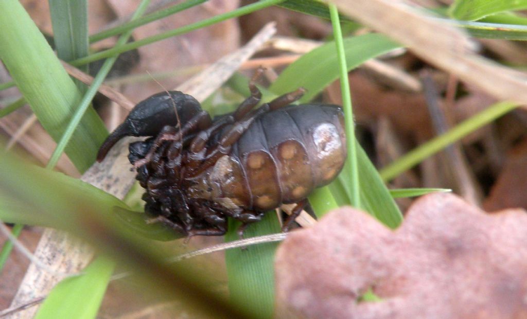 Euscorpius concinnus da Vedriano