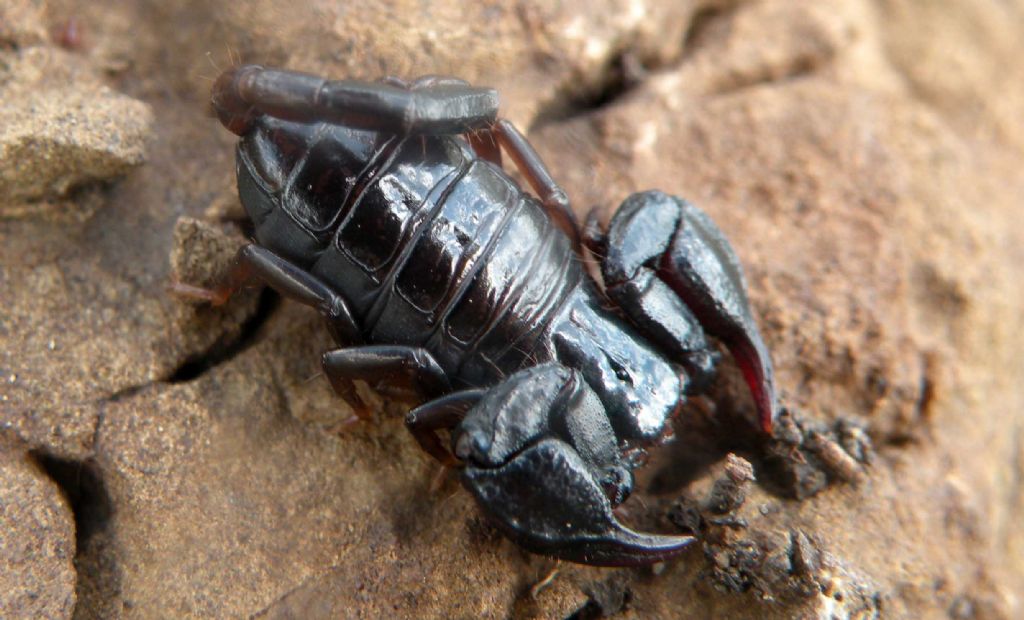 Euscorpius concinnus da Vedriano