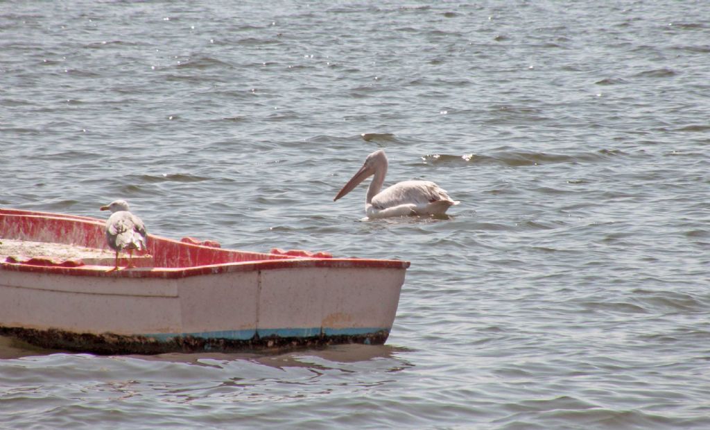 Pellicano bianco o riccio? Pellinano riccio (Pelecanus crispus)