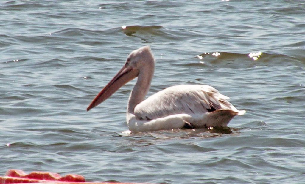Pellicano bianco o riccio? Pellinano riccio (Pelecanus crispus)