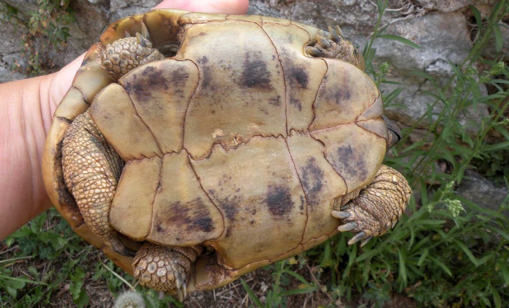 Testudo hermanni ?  Sì, Testudo hermanni boettgeri, maschio