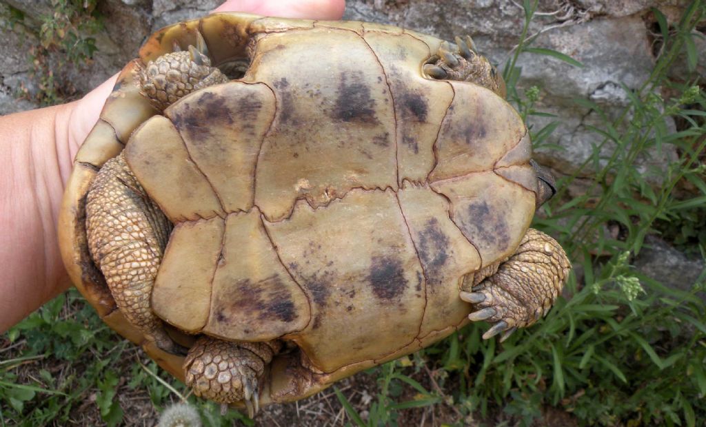 Testudo hermanni ?  S, Testudo hermanni boettgeri, maschio