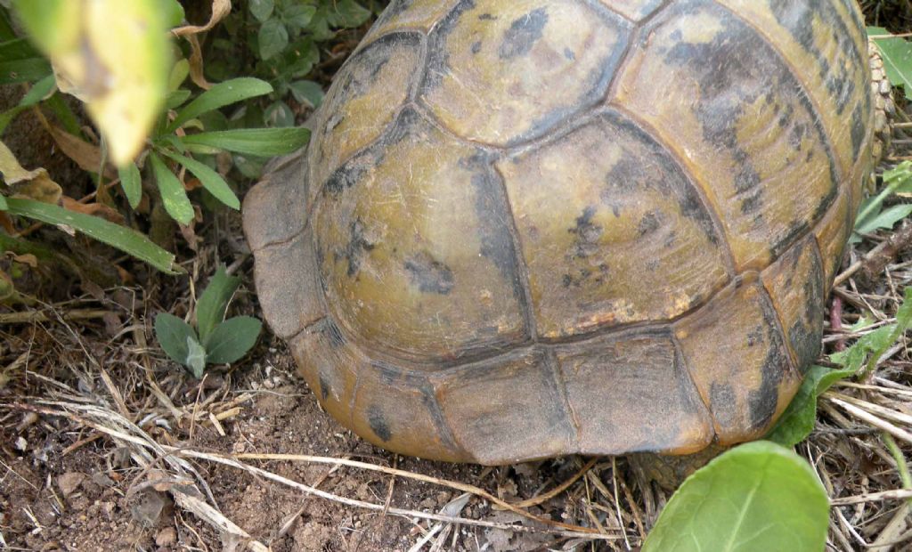 Testudo hermanni ?  Sì, Testudo hermanni boettgeri, maschio