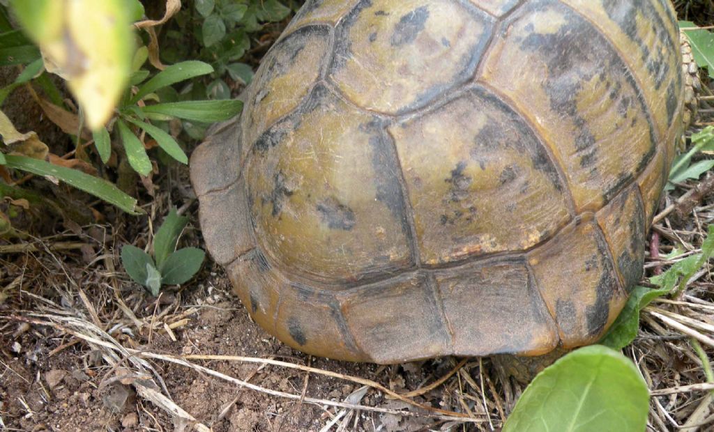 Testudo hermanni ?  S, Testudo hermanni boettgeri, maschio