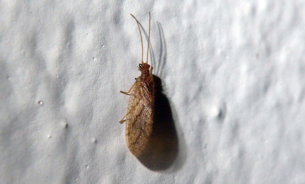 Neurottero nella notte greca:  Micromus angulatus (Hemerobiidae)