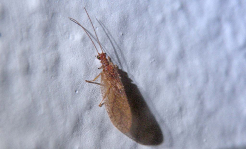 Neurottero nella notte greca:  Micromus angulatus (Hemerobiidae)