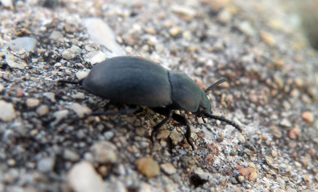 Dall''anfiteatro di Filippi: Tenebrionidae: Dailognatha quadricollis carceli