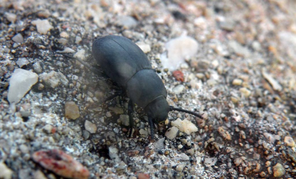 Dall''anfiteatro di Filippi: Tenebrionidae: Dailognatha quadricollis carceli