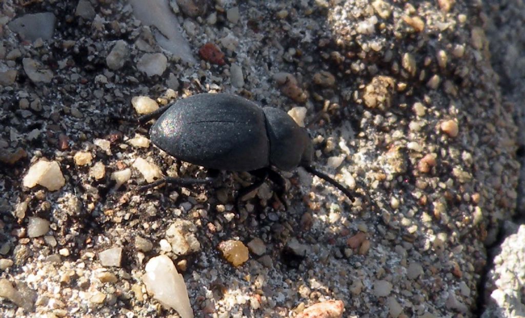 Dall''anfiteatro di Filippi: Tenebrionidae: Dailognatha quadricollis carceli