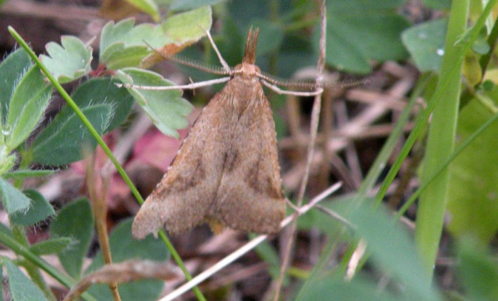 Pyralidae?   S, Synaphe punctalis