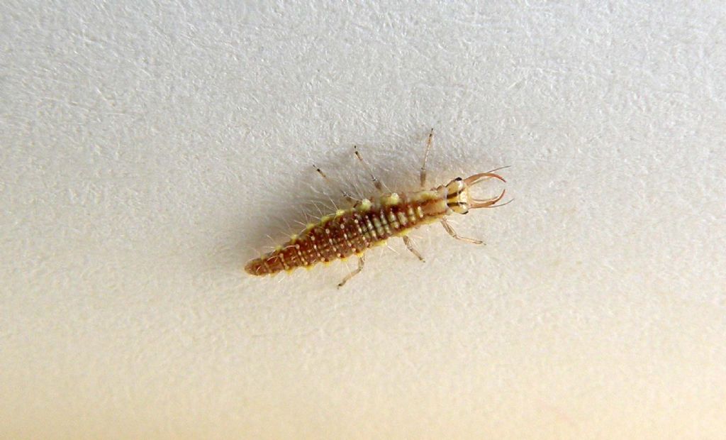 Larva di Chrysoperla sp.