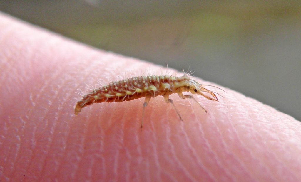 Larva di Chrysoperla sp.