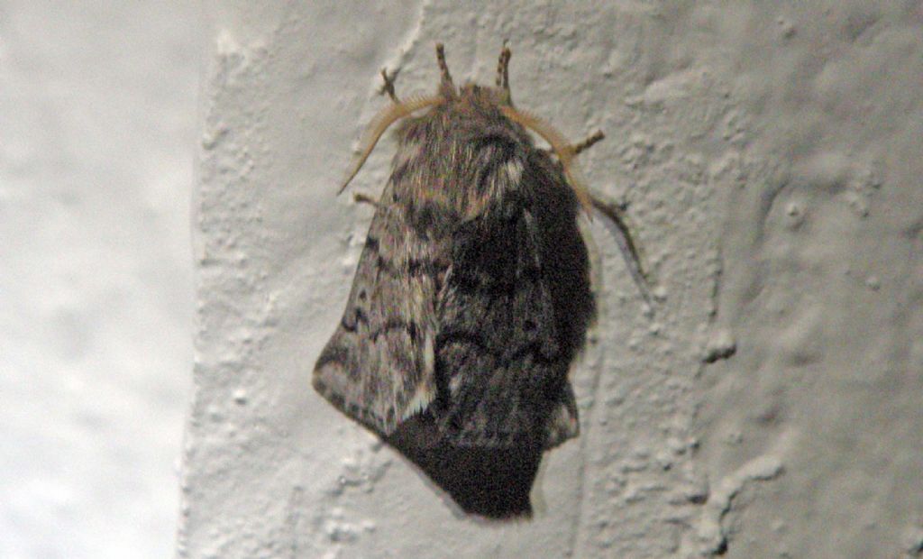 Notodontidae Thaumetopoeinae : Thaumetopoea sp.