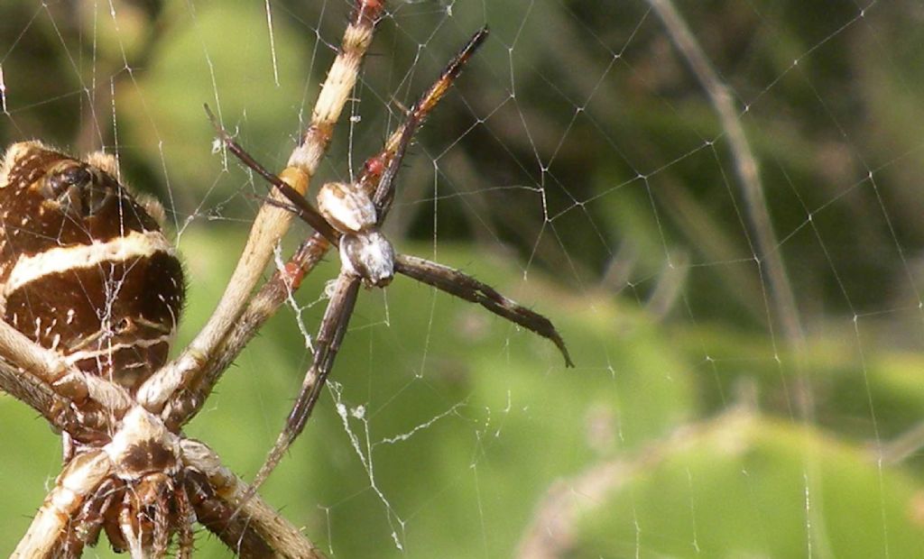 Cuba: due ragni per una ragnatela