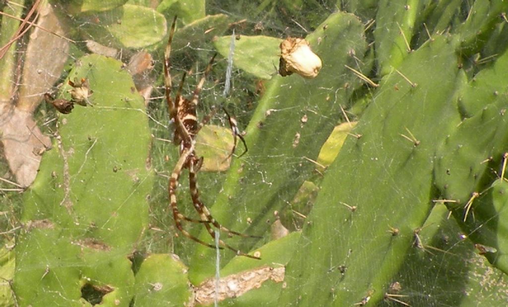 Cuba: due ragni per una ragnatela