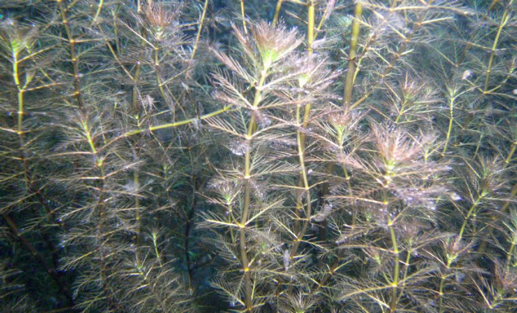 Myriophyllum verticillatum?