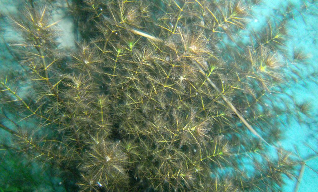 Myriophyllum verticillatum?