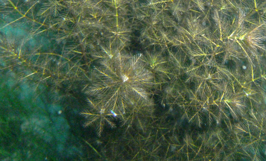 Myriophyllum verticillatum?