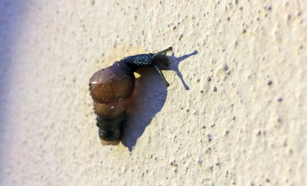 Rumina decollata?