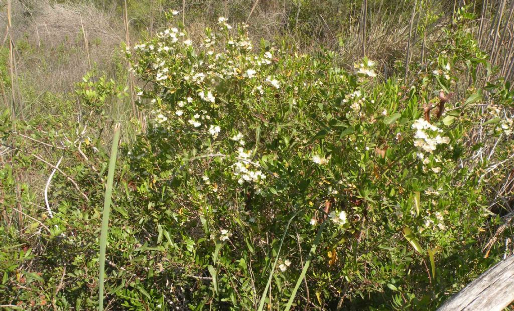 Myrtus communis (Myrtaceae)