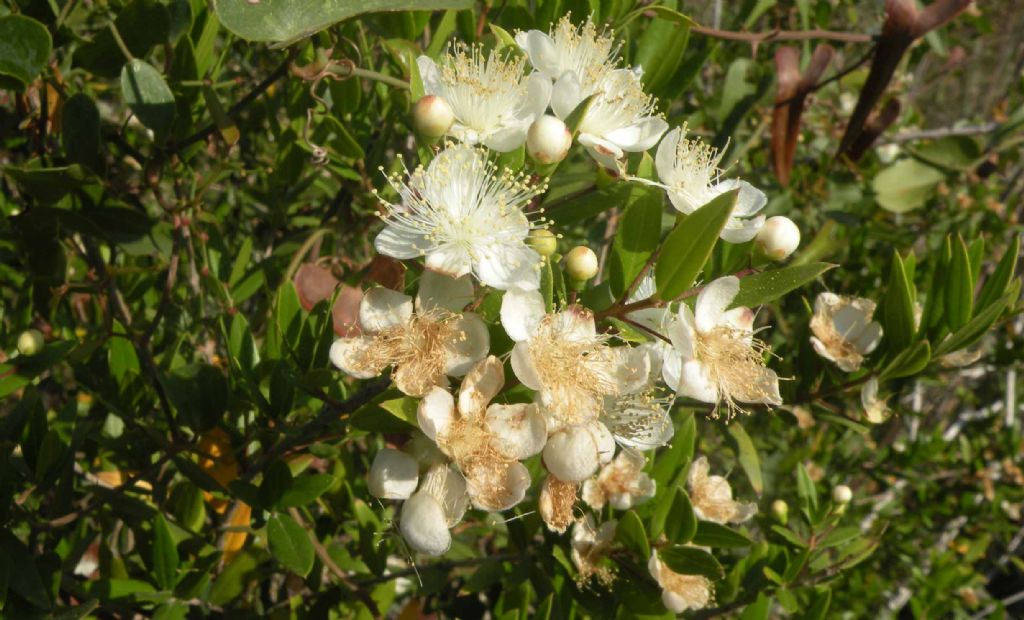 Myrtus communis (Myrtaceae)