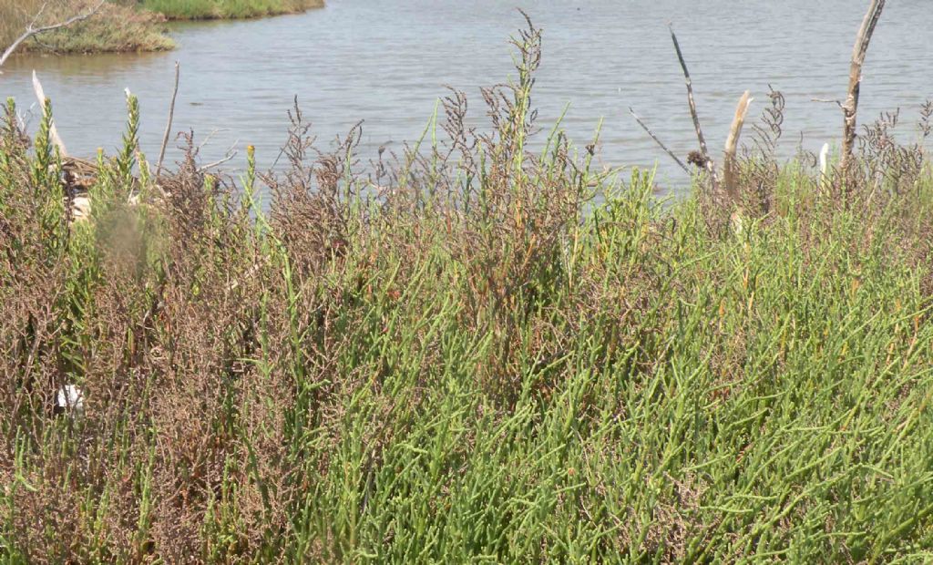 Salicornia o Sarcocornia?