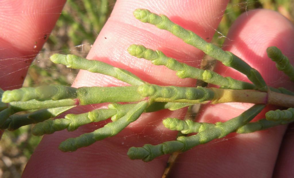 Salicornia o Sarcocornia?