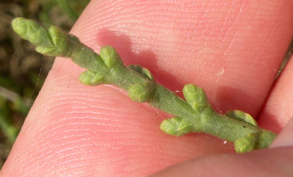 Salicornia o Sarcocornia?