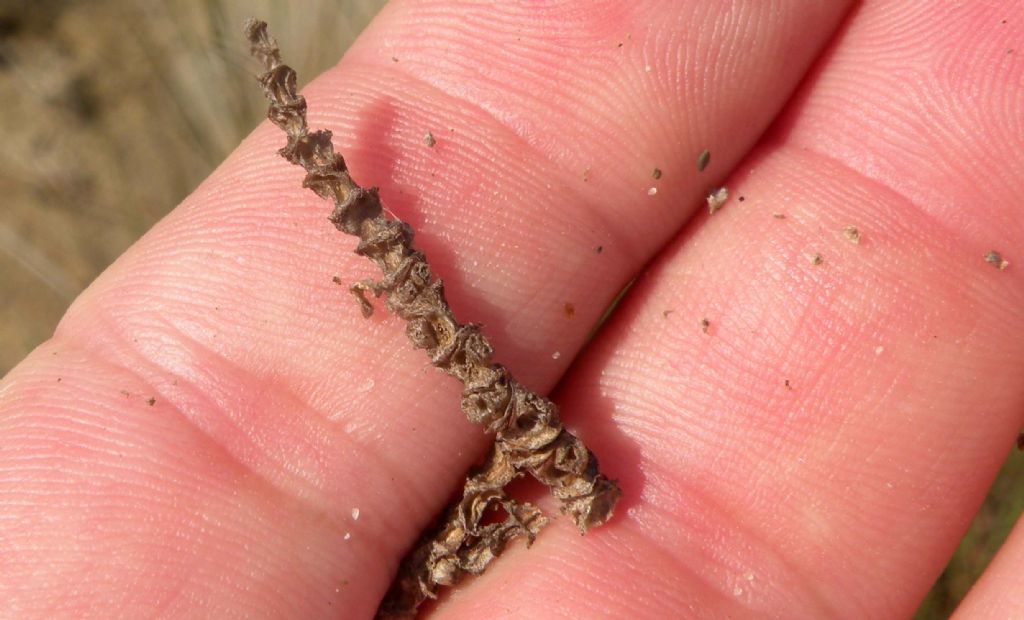 Salicornia o Sarcocornia?