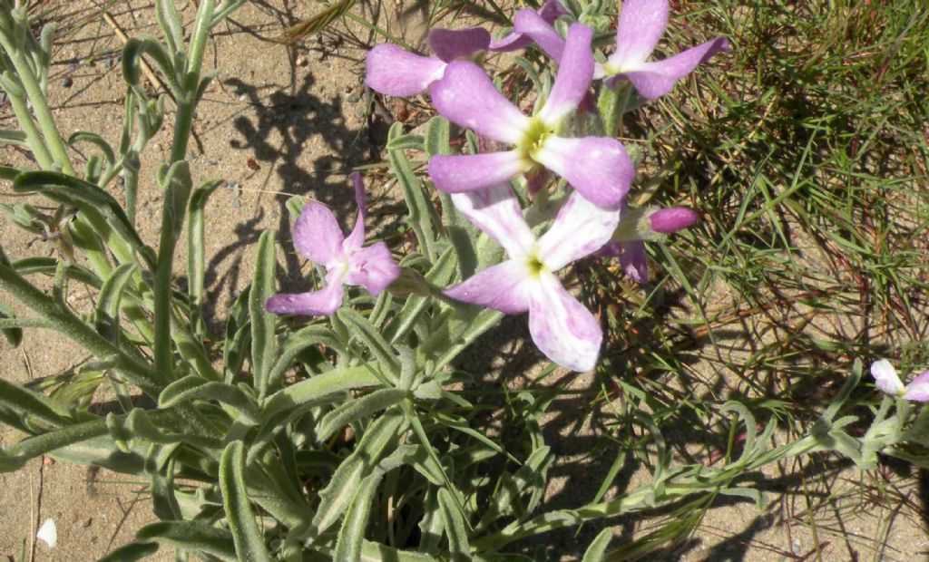 Brassicaceae: Matthiola sinuata