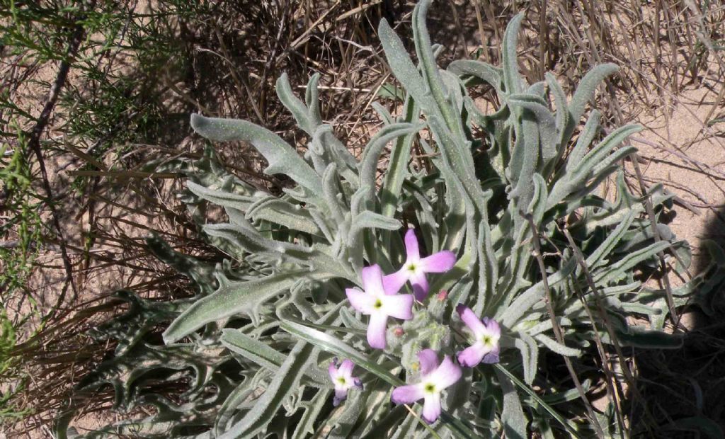 Brassicaceae: Matthiola sinuata