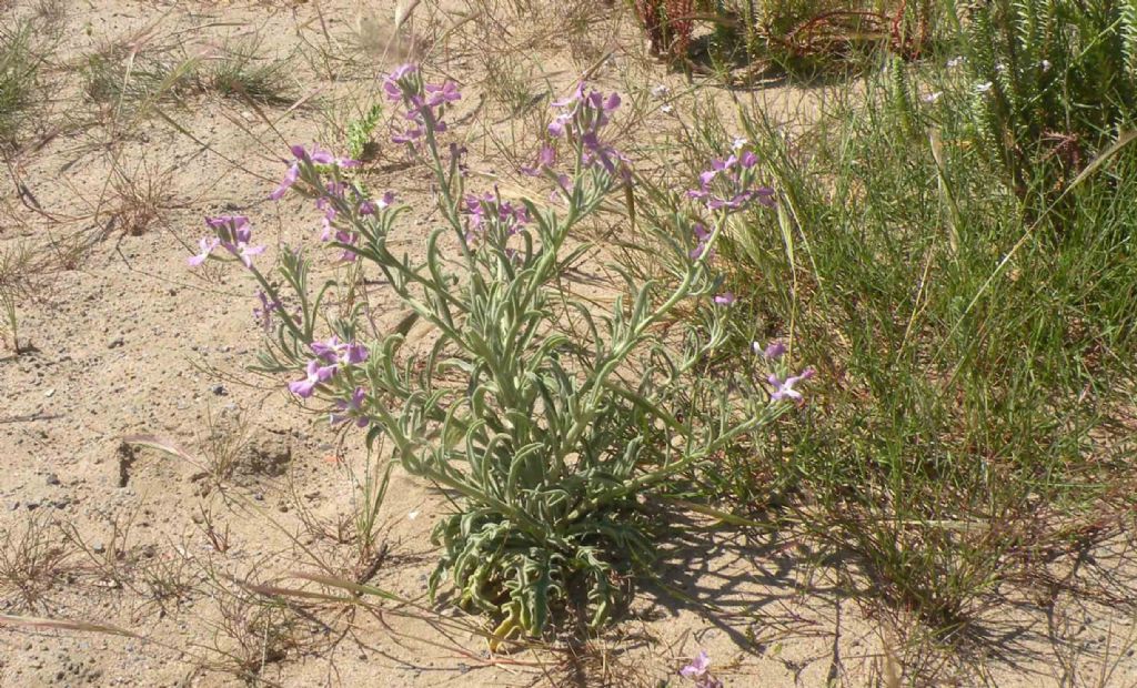 Brassicaceae: Matthiola sinuata