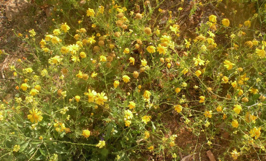 Anacyclus radiatus? No, Glebionis coronaria