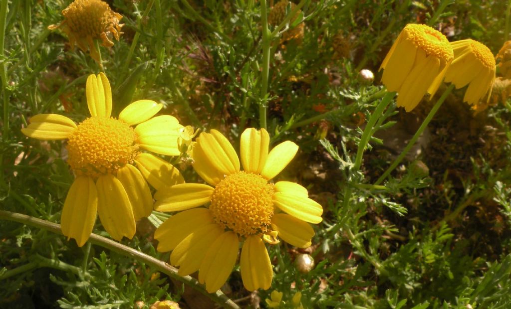 Anacyclus radiatus? No, Glebionis coronaria