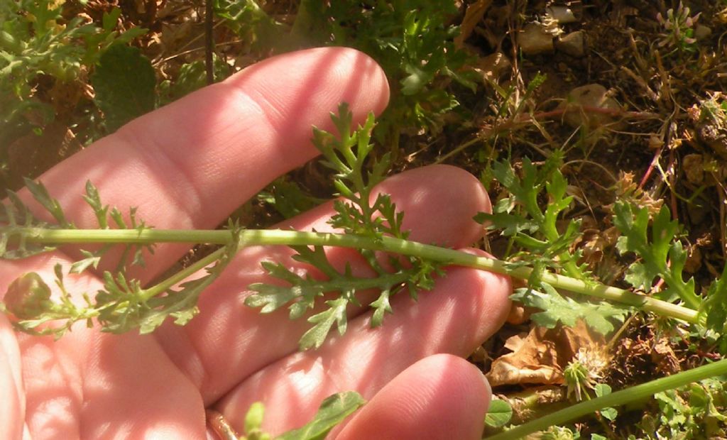 Anacyclus radiatus? No, Glebionis coronaria