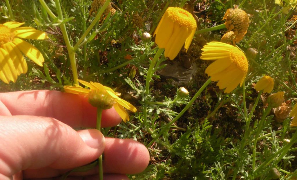 Anacyclus radiatus? No, Glebionis coronaria