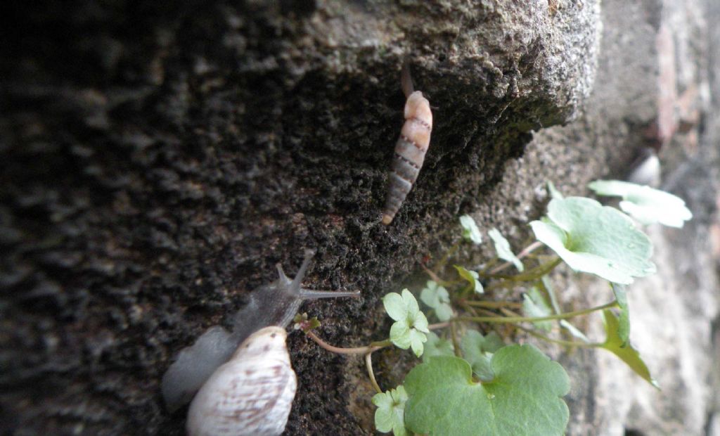 A Citt di Castello: Charpentieria itala?