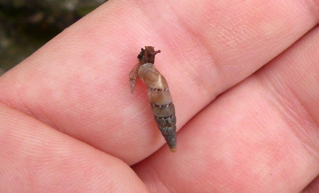 A Citt di Castello: Charpentieria itala?